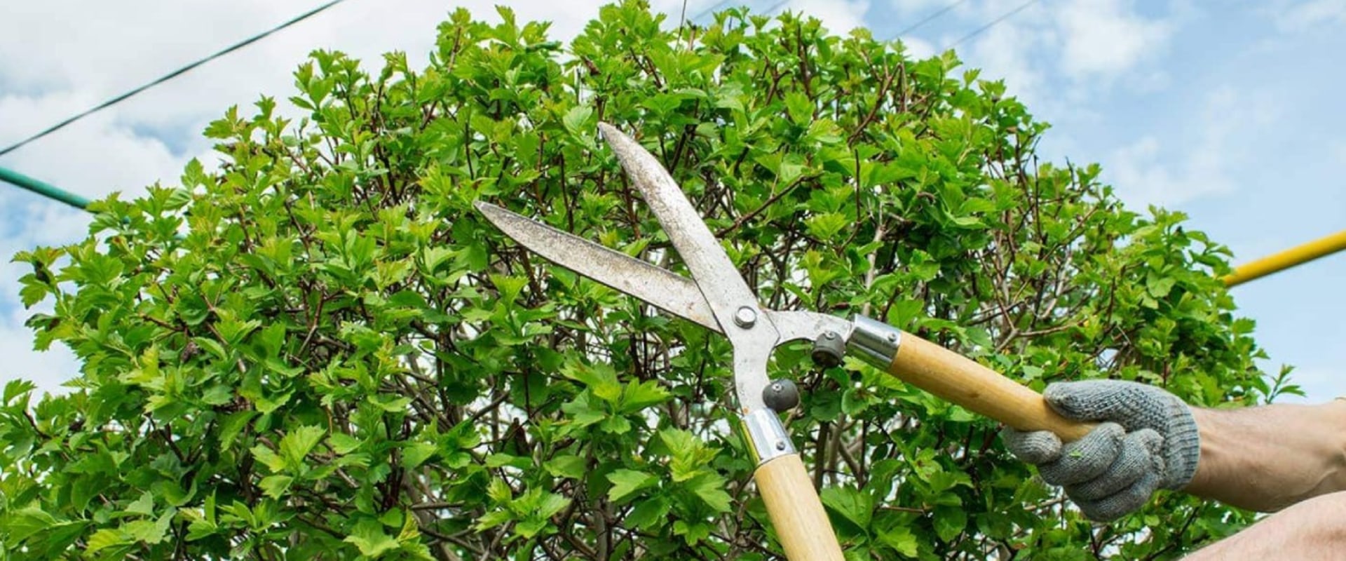 What is the meaning of pruning and trimming?