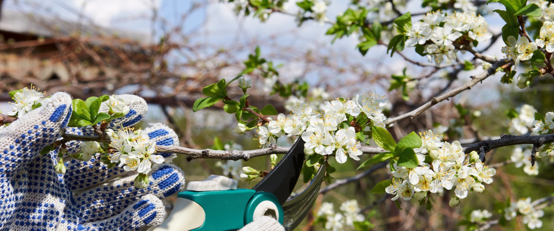 The Importance Of Tree Pruning In Fort Wayne, IN