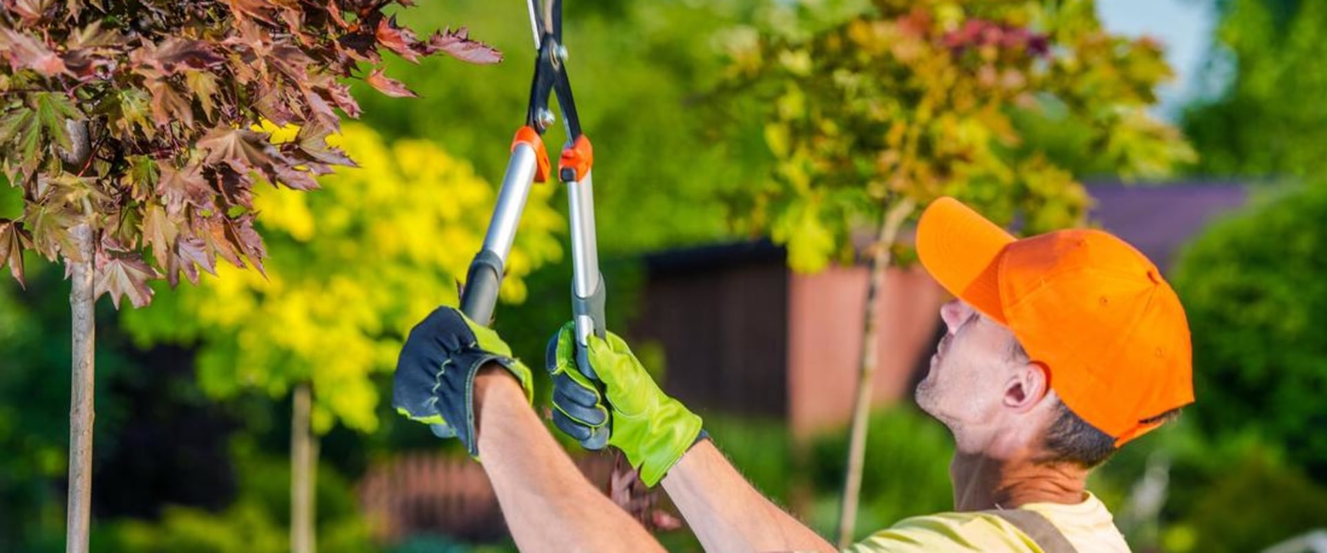 What is the difference between trimming and pruning a tree?