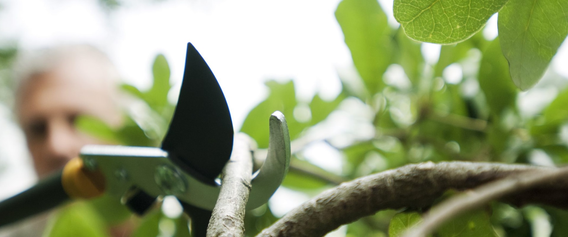 Do you put anything on a tree after pruning?