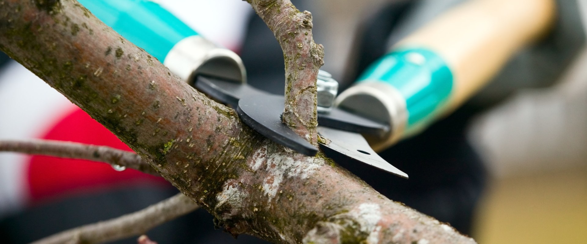 What's the difference between trimming a tree and pruning a tree?