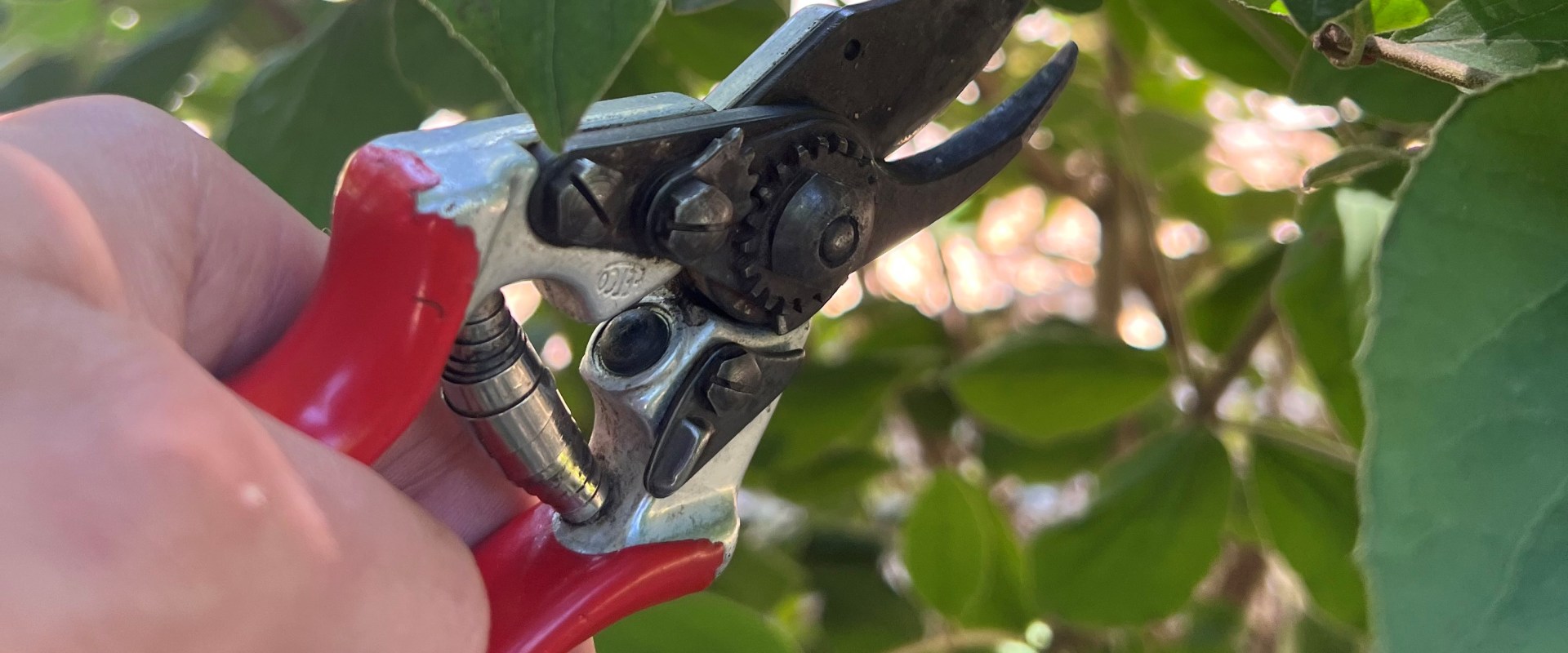 What is the best time to prune trees and shrubs?