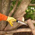 The Benefits Of Hiring A Professional Tree Pruning Service In Virginia