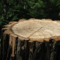Clear Your Yard After Tree Work: Why Tree Stump Removal Matters After Tree Pruning in Philadelphia