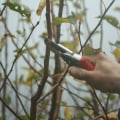 Investing in Tree Pruning: Why Lubbock Residents Choose Professional Tree Trimming Services