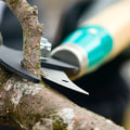 Do pruning tree?