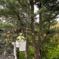 How Tree Pruning Can Prevent Obstacles on Moving Day