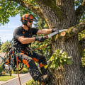 Why Structural Engineers Appreciate Proper Tree Pruning Around Residential Properties