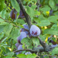 Who prunes trees?