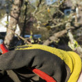 Trim With Purpose: Why Tree Pruning In Portland Is More Than Just Curb Appeal