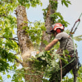 What's the difference between trimming a tree and pruning a tree?