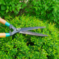 What is the best time to prune trees and shrubs?