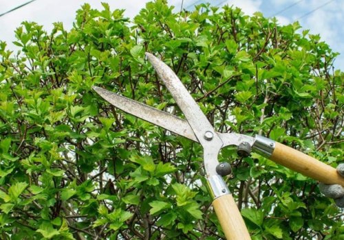 What is the meaning of pruning and trimming?