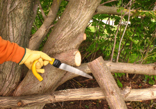 The Benefits Of Hiring A Professional Tree Pruning Service In Virginia
