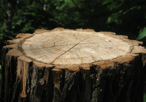Clear Your Yard After Tree Work: Why Tree Stump Removal Matters After Tree Pruning in Philadelphia
