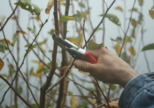 Investing in Tree Pruning: Why Lubbock Residents Choose Professional Tree Trimming Services