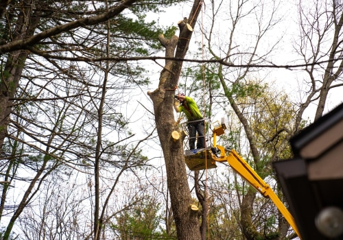 The Pruning Decisions That Determine How a Tree Will Be Removed