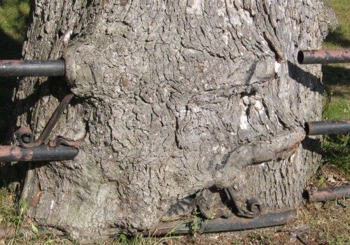 Can you cut off the top of a tree without killing it?