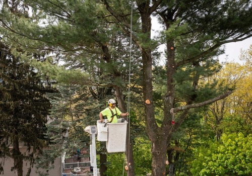 How Tree Pruning Can Prevent Obstacles on Moving Day