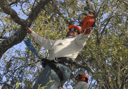 Is pruning good for trees?