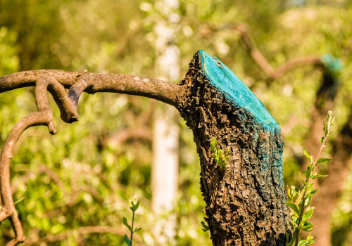 What is tree pruning sealer?