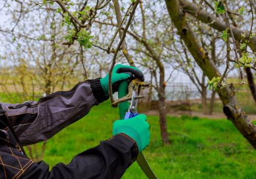 Ensure Tree Health with Expert Pruning & Risk Assessment