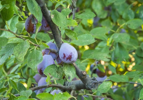 Who prunes trees?
