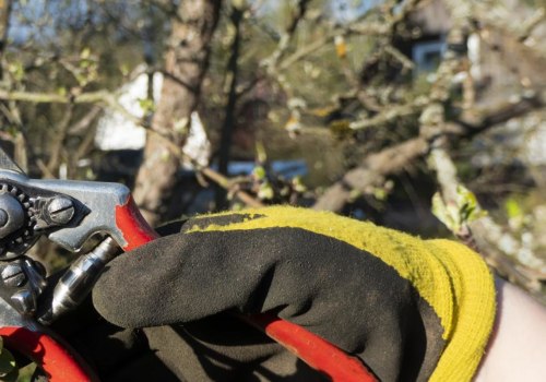 Trim With Purpose: Why Tree Pruning In Portland Is More Than Just Curb Appeal