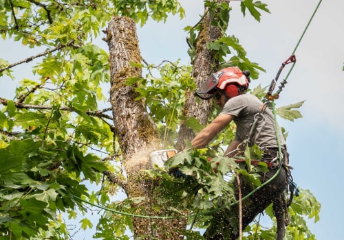 What's the difference between trimming a tree and pruning a tree?