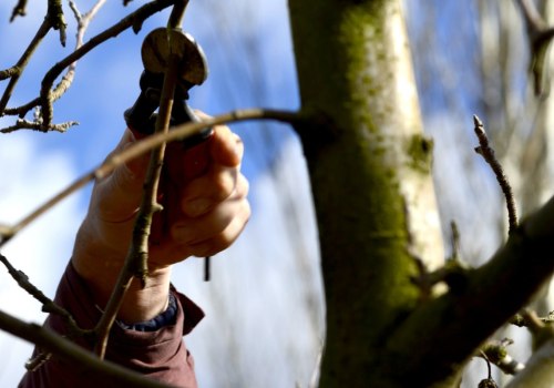 Why tree pruning is important?