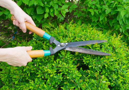 What is the best time to prune trees and shrubs?